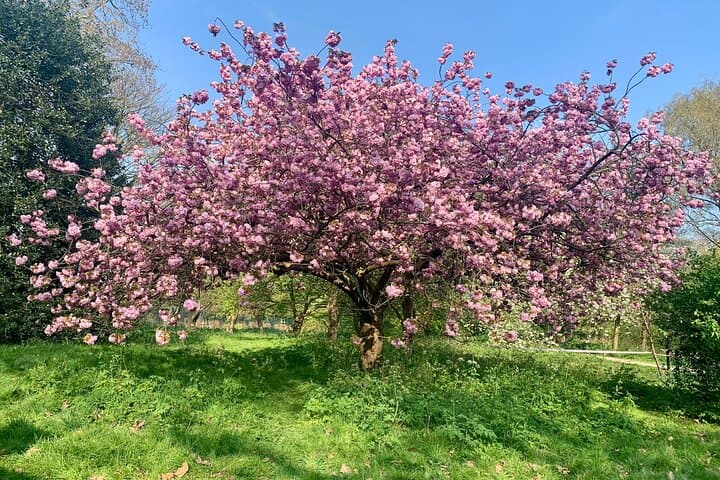 Primrose Hill to Regent's Park: Self-Guided Audio Walk Through London's Green Heart photo 2
