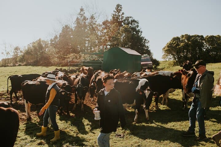 Jeep Safari on Terceira: Farm & Cow Experience from Angra do Heroísmo photo 4