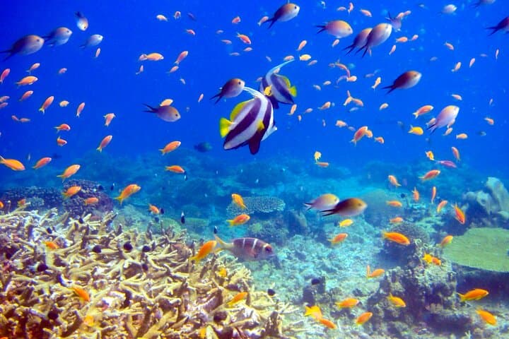 Mengalum Island Snorkel & DSD Dive from Kota Kinabalu: Day Trip Guide photo 4