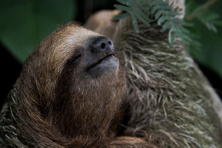 Up-Close with Arenal's Sloths: La Fortuna Wildlife Walk