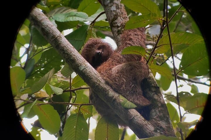 Up-Close with Arenal's Sloths: La Fortuna Wildlife Walk photo 4