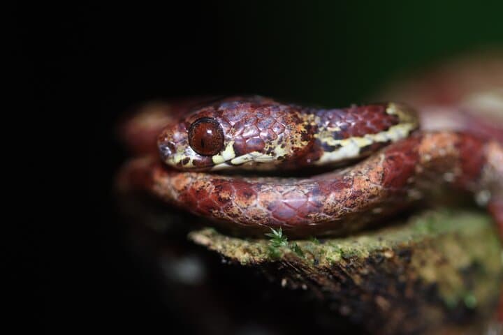 Arenal Night Walk: Private Nocturnal Rainforest Tour at Mirador El Silencio photo 6