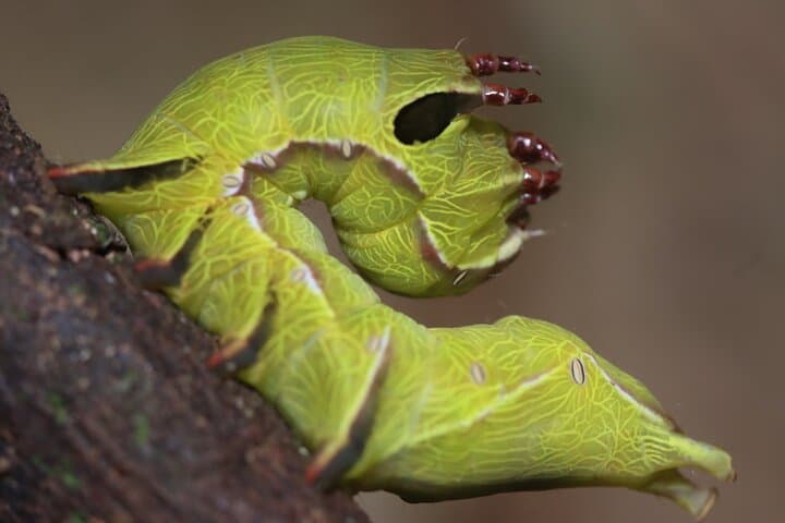 Arenal Night Walk: Private Nocturnal Rainforest Tour at Mirador El Silencio photo 5