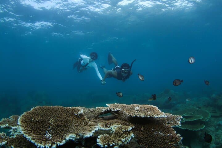 Mengalum Island Snorkel & DSD Dive from Kota Kinabalu: Day Trip Guide photo 2