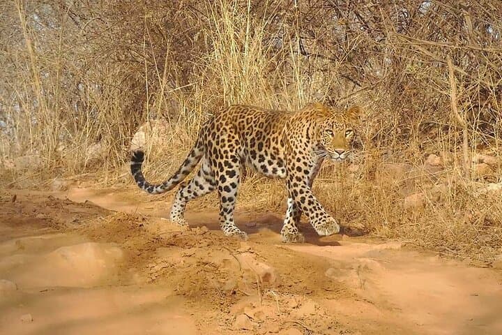 2-Day Jaipur Heritage Tour with Ranthambore Tiger Safari photo 6