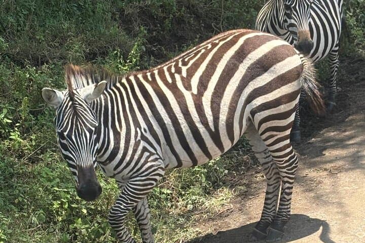 Nairobi National Park Day Safari: Giraffe Centre & Elephant Orphanage Tour
