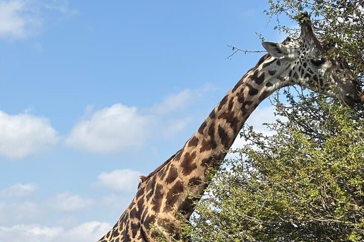 Nairobi National Park Day Safari: Giraffe Centre & Elephant Orphanage Tour photo 2