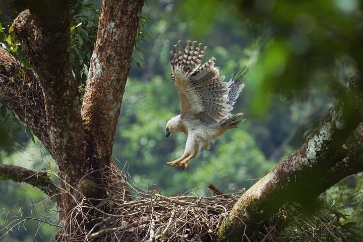 harpy-eagle-photography-tour-serrania-de-la-macarena-4-day photo 3