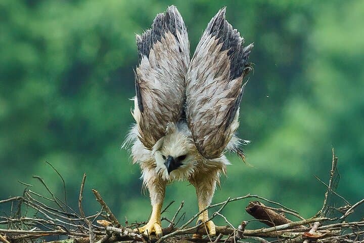 harpy-eagle-photography-tour-serrania-de-la-macarena-4-day photo 4