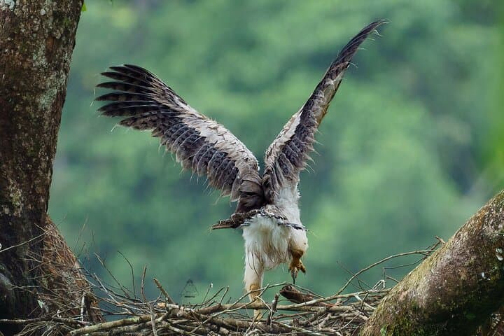 harpy-eagle-photography-tour-serrania-de-la-macarena-4-day photo 5