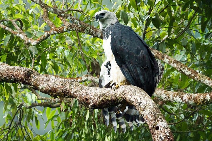 harpy-eagle-photography-tour-serrania-de-la-macarena-4-day photo 6