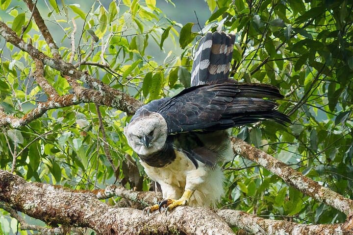 harpy-eagle-photography-tour-serrania-de-la-macarena-4-day photo 2
