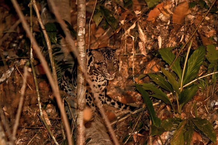 3-Day Danum Valley Lost World Expedition from Lahad Datu