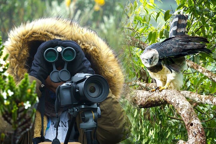 harpy-eagle-photography-tour-serrania-de-la-macarena-4-day