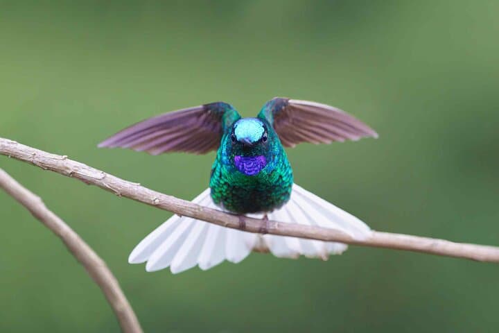 Sierra Nevada de Santa Marta: 4-Day Endemic Bird Photography Tour photo 2