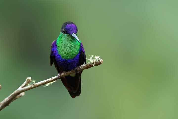 Sierra Nevada de Santa Marta: 4-Day Endemic Bird Photography Tour photo 4