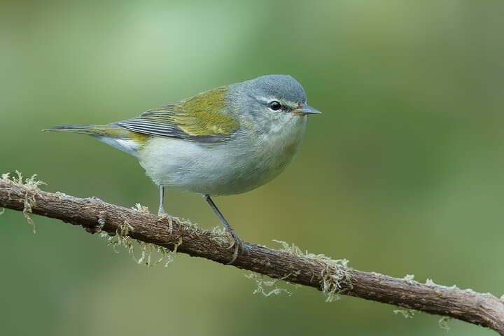 Sierra Nevada de Santa Marta: 4-Day Endemic Bird Photography Tour photo 5
