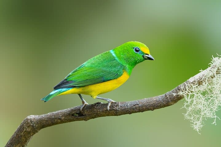 Sierra Nevada de Santa Marta: 4-Day Endemic Bird Photography Tour photo 6