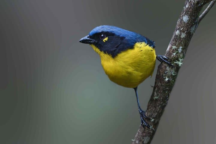 Sierra Nevada de Santa Marta: 4-Day Endemic Bird Photography Tour photo 3