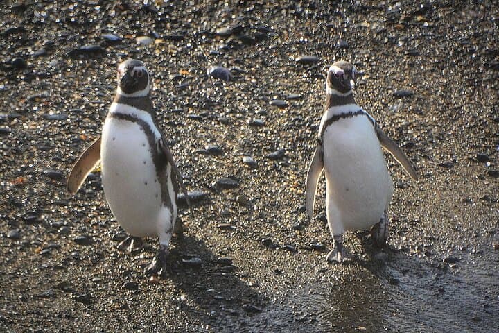 Beagle Channel Penguin Cruise from Ushuaia — Full-Day Boat Tour to Martillo Island photo 6