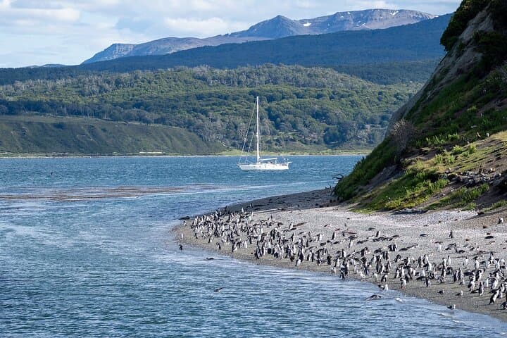 Beagle Channel Penguin Cruise from Ushuaia — Full-Day Boat Tour to Martillo Island photo 2