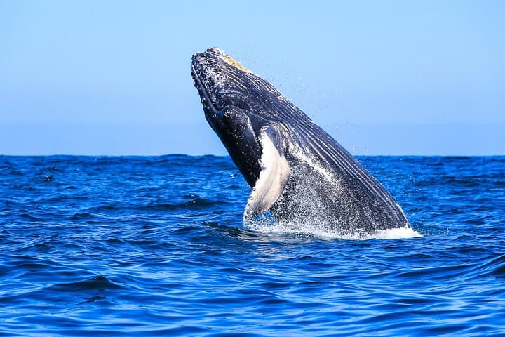 All-Inclusive Whale Watching in Puerto Vallarta: Catamaran Tour with Marine Biologist