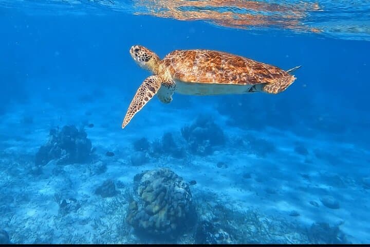 Hol Chan Marine Reserve Full-Day Snorkeling from Caye Caulker