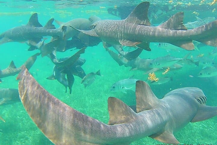Hol Chan Marine Reserve Full-Day Snorkeling from Caye Caulker photo 3