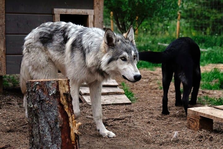 Among Wolves: Private Arctic Wolfdog Sanctuary Tour near Rovaniemi photo 6