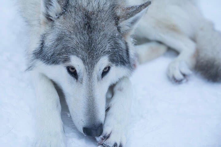 Among Wolves: Private Arctic Wolfdog Sanctuary Tour near Rovaniemi