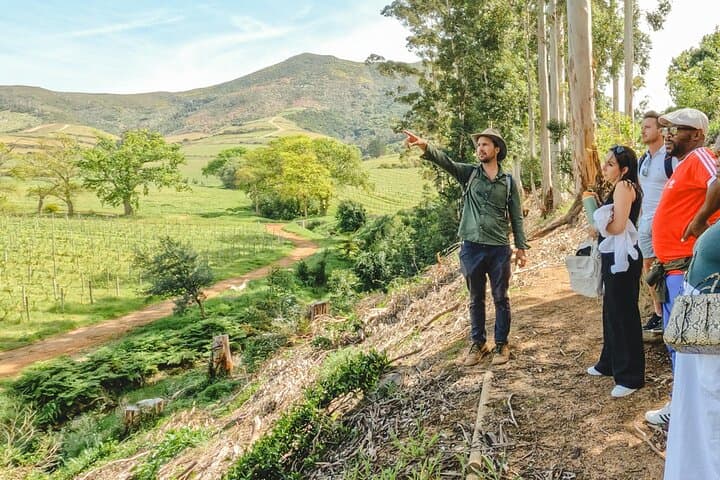 Constantia Wine Walk: Storytelling Vineyard Tour with Lunch from Cape Town