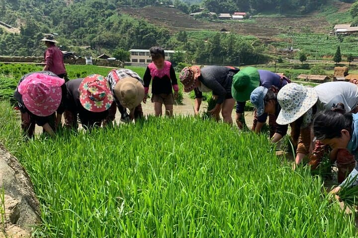 Full-Day Sapa Trek: Y Linh Ho & Lao Chai Rice Terrace Trek with Local Guide photo 5