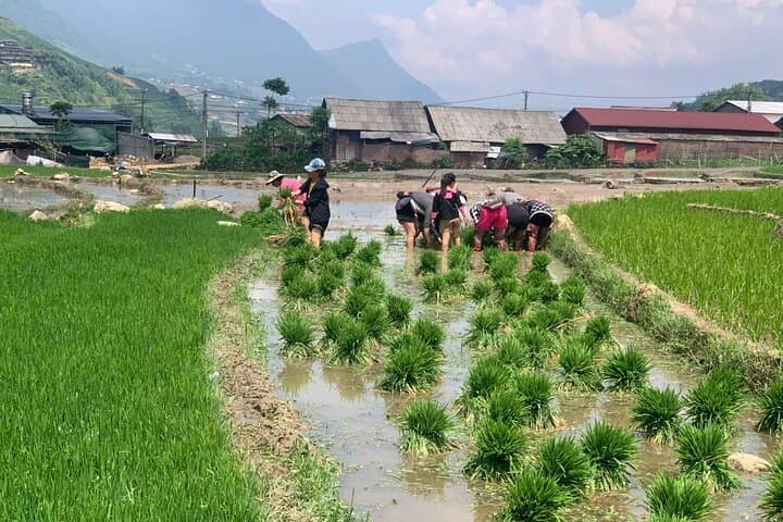 Full-Day Sapa Trek: Y Linh Ho & Lao Chai Rice Terrace Trek with Local Guide photo 6