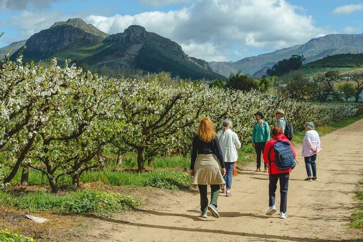 Franschhoek Wine Walk: 3 Farms, 8 Tastings & Farm-Style Lunch photo 4