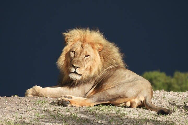 Full-Day Chobe Riverfront Safari from Kasane: Elephants, Lions & Birdlife