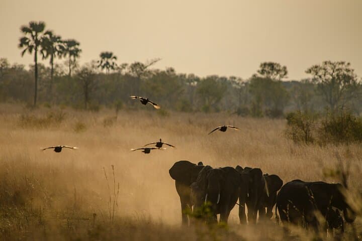 Full-Day Chobe Riverfront Safari from Kasane: Elephants, Lions & Birdlife photo 3