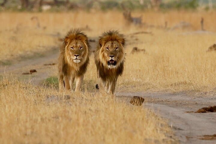 Zambezi National Park Guided Game Drive from Victoria Falls photo 5