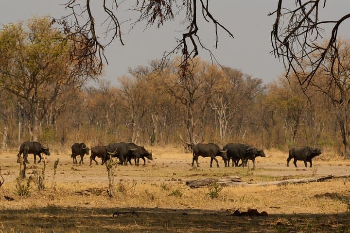 Full-Day Chobe Riverfront Safari from Kasane: Elephants, Lions & Birdlife photo 4