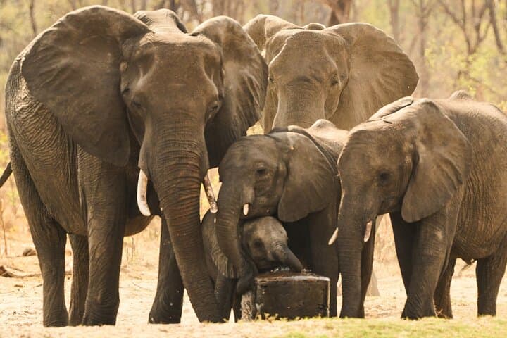 Full-Day Chobe Riverfront Safari from Kasane: Elephants, Lions & Birdlife photo 5