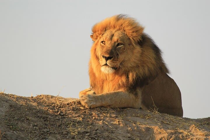 Full-Day Chobe Riverfront Safari from Kasane: Elephants, Lions & Birdlife photo 6