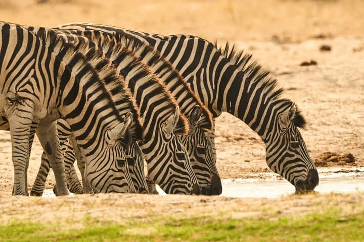 Chobe Game Drive & Impalila Island Cultural Tour — Day Safari from Kasane