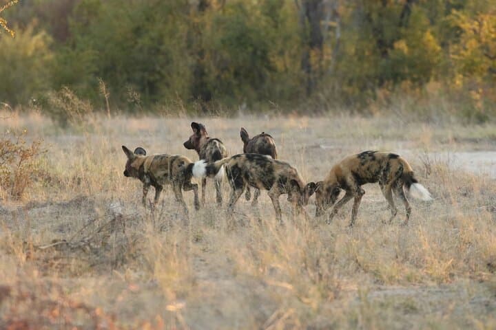 Zambezi National Park Guided Game Drive from Victoria Falls photo 3