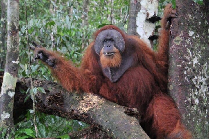Bukit Lawang 3-Day Jungle Trek & River Tubing: Orangutans, Camping, and Bohorok River