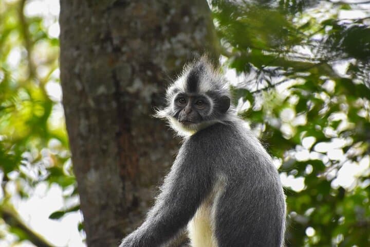 Bukit Lawang 3-Day Jungle Trek & River Tubing: Orangutans, Camping, and Bohorok River photo 4