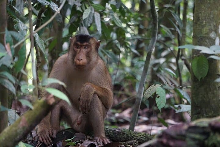 Bukit Lawang 3-Day Jungle Trek & River Tubing: Orangutans, Camping, and Bohorok River photo 2
