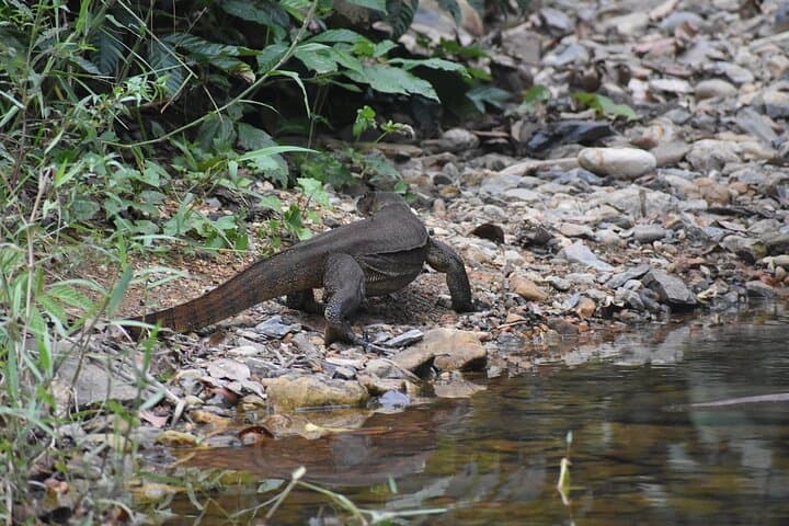 Bukit Lawang 3-Day Jungle Trek & River Tubing: Orangutans, Camping, and Bohorok River photo 3