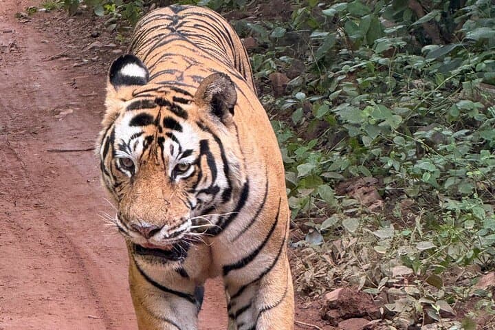2-Day Jaipur Heritage Tour with Ranthambore Tiger Safari