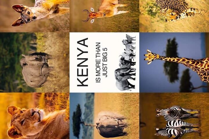 5-Day Maasai Mara, Lake Nakuru & Lake Naivasha Safari photo 6