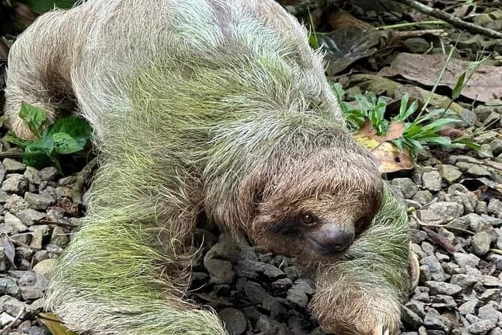 Guanacaste Waterfalls, Rainforest & Coffee Tour — Llanos de Cortés to Río Celeste photo 6