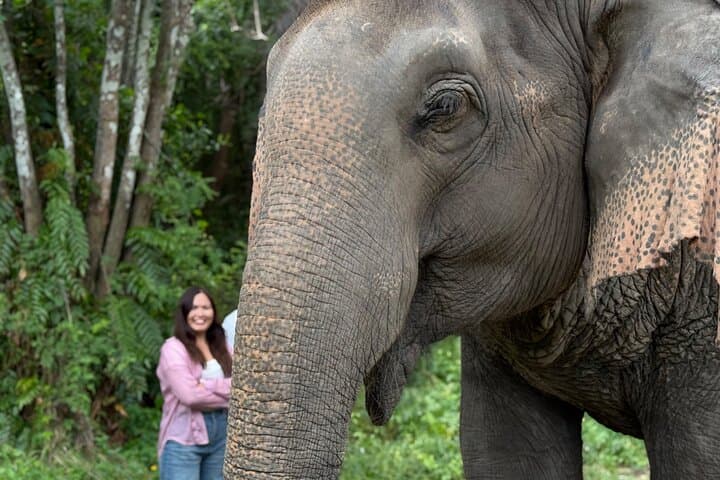 Army Jeep Jungle Safari & Elephant Freedom Rescue Centre Tour — Koh Samui Day Trip